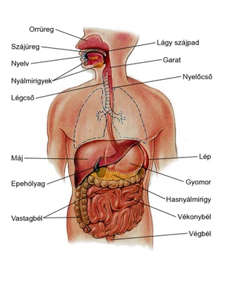 emesztorendszer anatomiaja kep